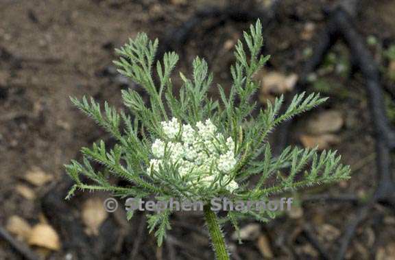 daucus pusilus 3 graphic